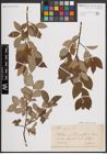 Foto von Salix caprea L.